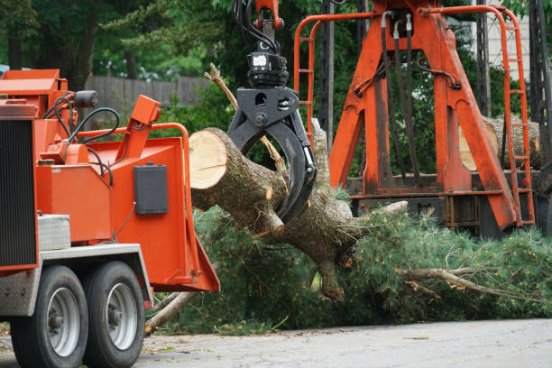 Tree Removal for Businesses in Shasta, CA